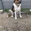 Simba - sensibler Rüde