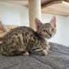 Anito