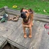 Sanka [Chiot]
