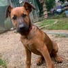 Sanka [Chiot]