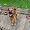 Sanka [Chiot]