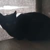 Youki