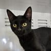 Negrito