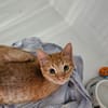 GINGER " réservé "