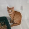 GINGER " réservé "