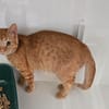 GINGER " réservé "