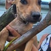Barton, mâle croisé berger, né le 18/06/2025 🐶