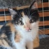 TAÏNA