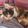 TAÏNA