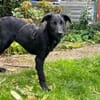 Niedlicher Welpe NEO sucht Zuhause
