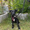 Welpe Samu sucht ein Zuhause