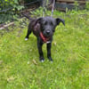 Welpe Samu sucht ein Zuhause