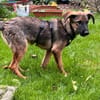Süsse Maila 5 Monate sucht Familie