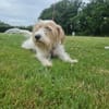Theo - unsicherer Terrier-Mix
