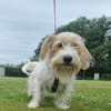 Theo - unsicherer Terrier-Mix