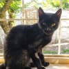 CORVIN sucht Zuhause mit Garten