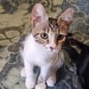 Liebe Zoia