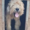 ALVIN-Traumhund-Alarm, 57 cm