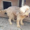 ALVIN-Traumhund-Alarm, 57 cm