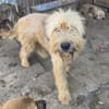 ALVIN-Traumhund-Alarm, 57 cm