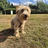 Coco sucht Familie