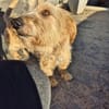 Coco sucht Familie