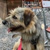 Otty ist aktiv, pfiffig und super!