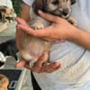 kleines Hundemädchen Lilly