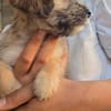 kleines Hundemädchen Lilly