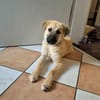 Sky ist ein entzückendes Welpenmädchen
