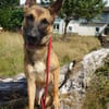 Xena  sucht erfahrenes Zuhause🐕🦺💞