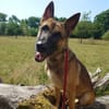 Xena  sucht erfahrenes Zuhause🐕🦺💞