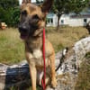 Xena  sucht erfahrenes Zuhause🐕🦺💞
