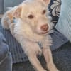 Kleiner Pache sucht Familie