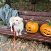 Kleiner Pache sucht Familie