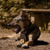 clevere Frida sucht dringend PS/ES