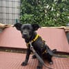 Welpe Nisha sucht ein Zuhause