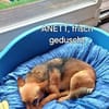 Süße kleine Anett sucht liebes Zuhause