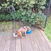 Süße kleine Anett sucht liebes Zuhause