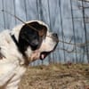 Bootsmann, Traumhund mit Handicap