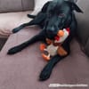RONY besondere Adoption!
