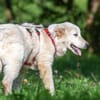 Hübscher Hundebub Poldo sucht Zuhause