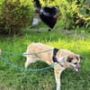 Notfall MYRTO, wunderschön und lieb!
