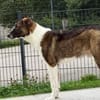Zuhause für Louie gesucht