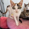 Annabelle & Willow suchen DICH!