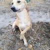Leonie, auf Pflege in Halle/Westfalen