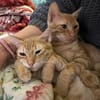 Fred & George aus dem Tierschutz