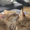 Fred & George aus dem Tierschutz