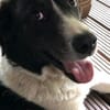STAMOS (SAM) verliert sein Zuhause