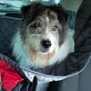Tobi - ein aktiver und treuer Gefährte